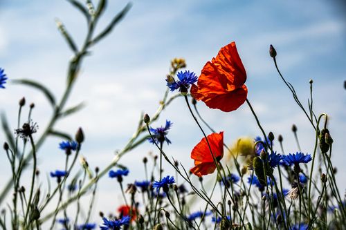 Photo of wild flowers with a blue sky in the background