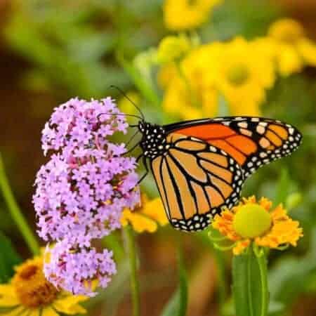 Butterfly on purple flower.