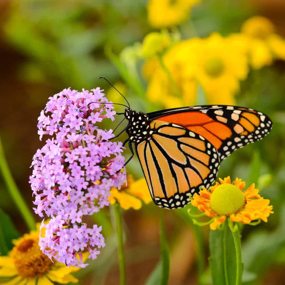 Butterfly on purple flower.