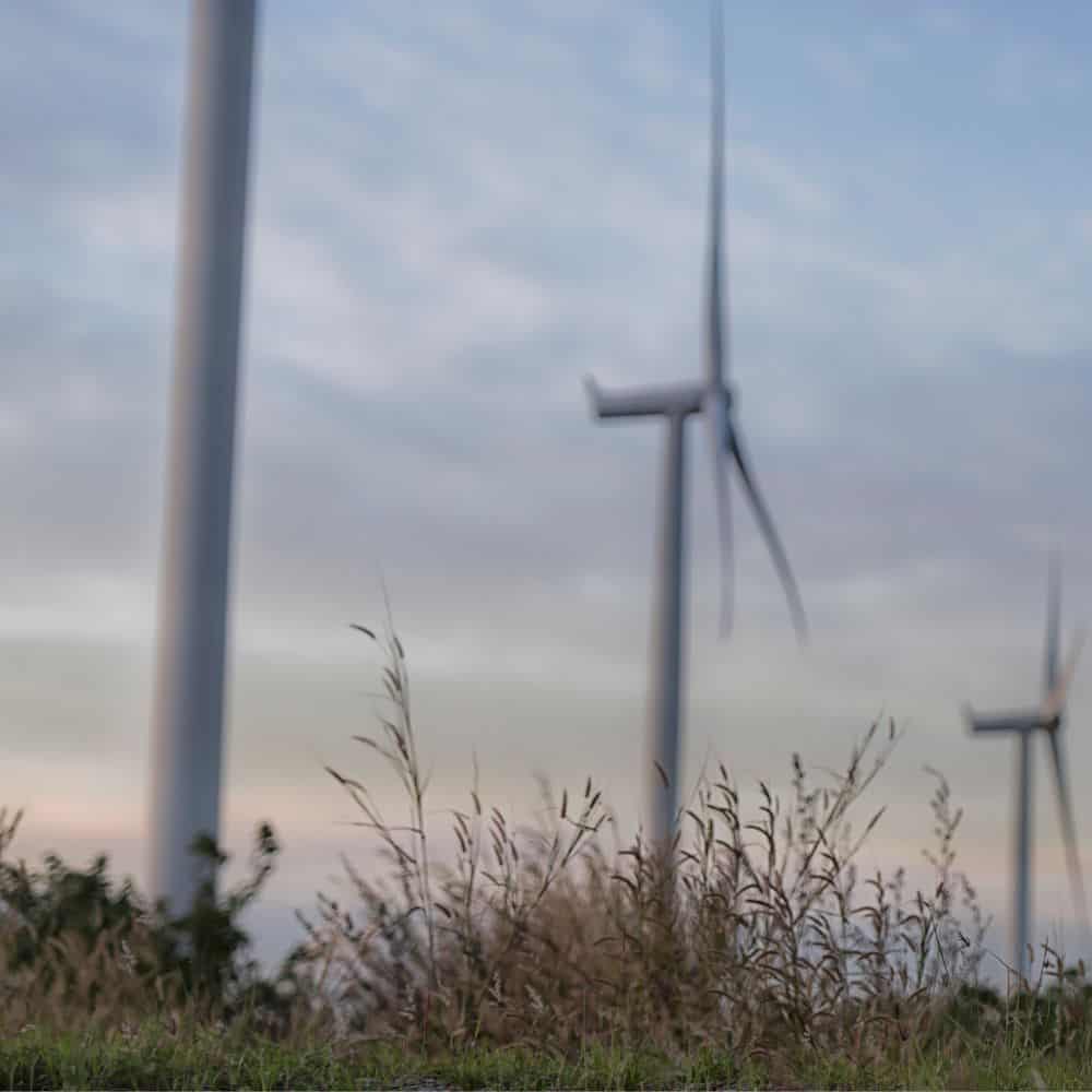Wind turbines in field with long grass in the foreground.