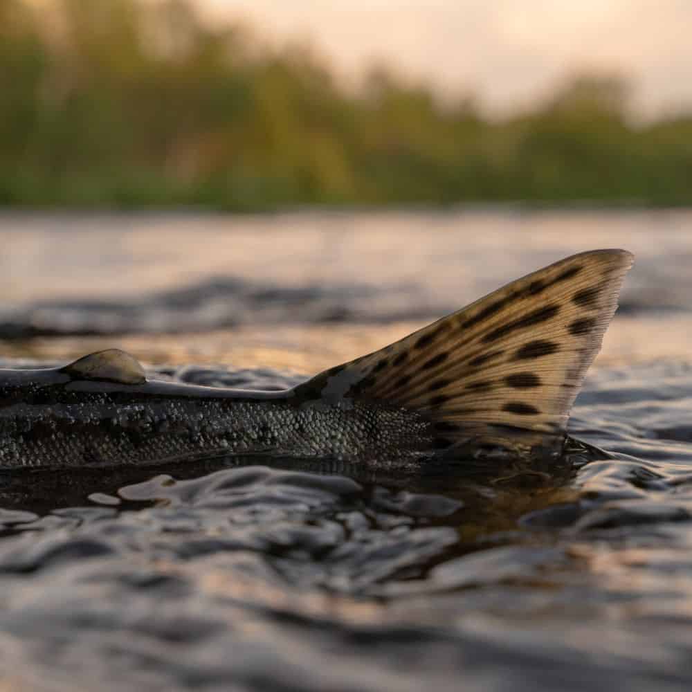 Salmon tail above calm water.