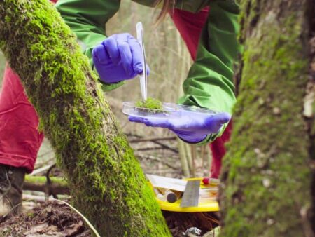 Ecologist examining moss sample