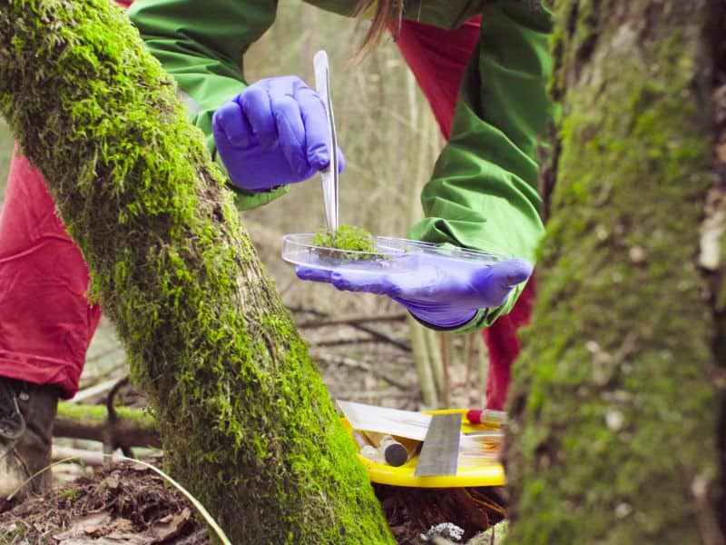 Ecologist examining moss sample