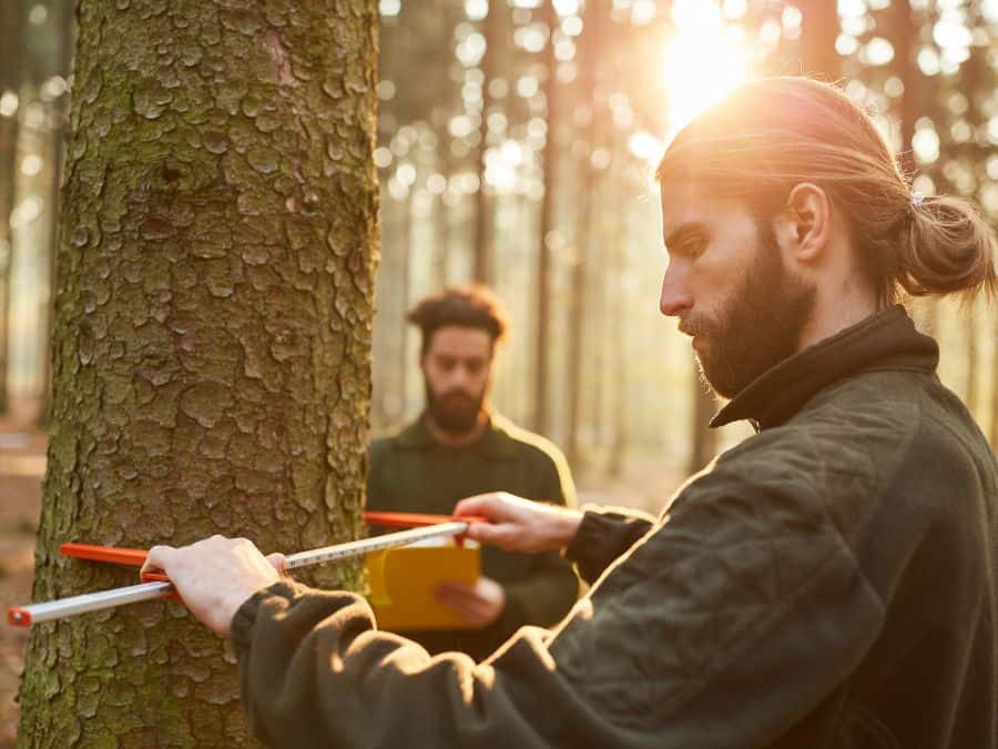 Male forester measuring the width of a tree trunk