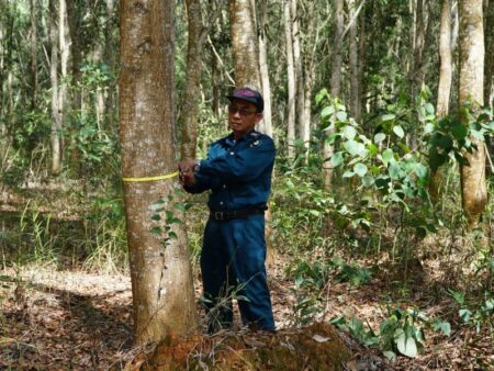 Male ranger measuring the width of a tree