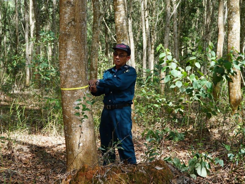 Male ranger measuring the width of a tree