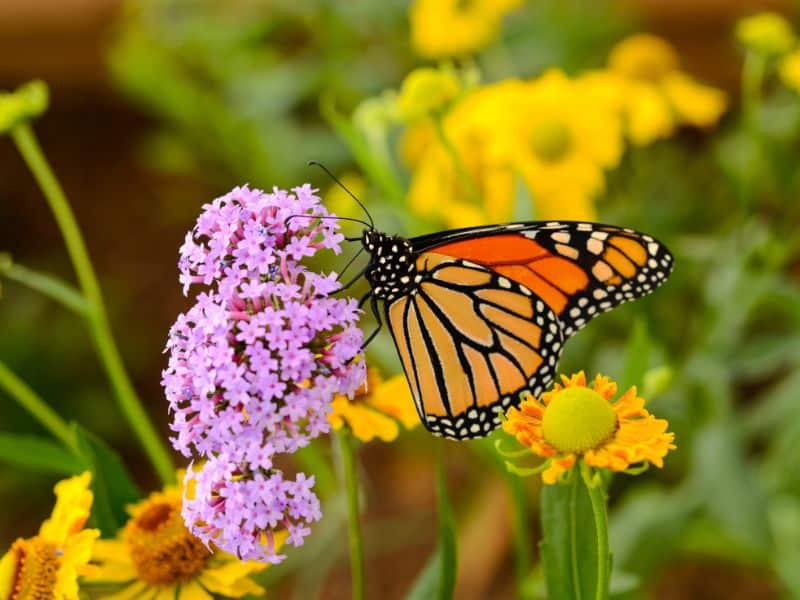 Monarch butterfly on wild flowers