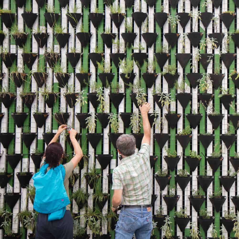 Image of two individuals planting plant on the side of a building