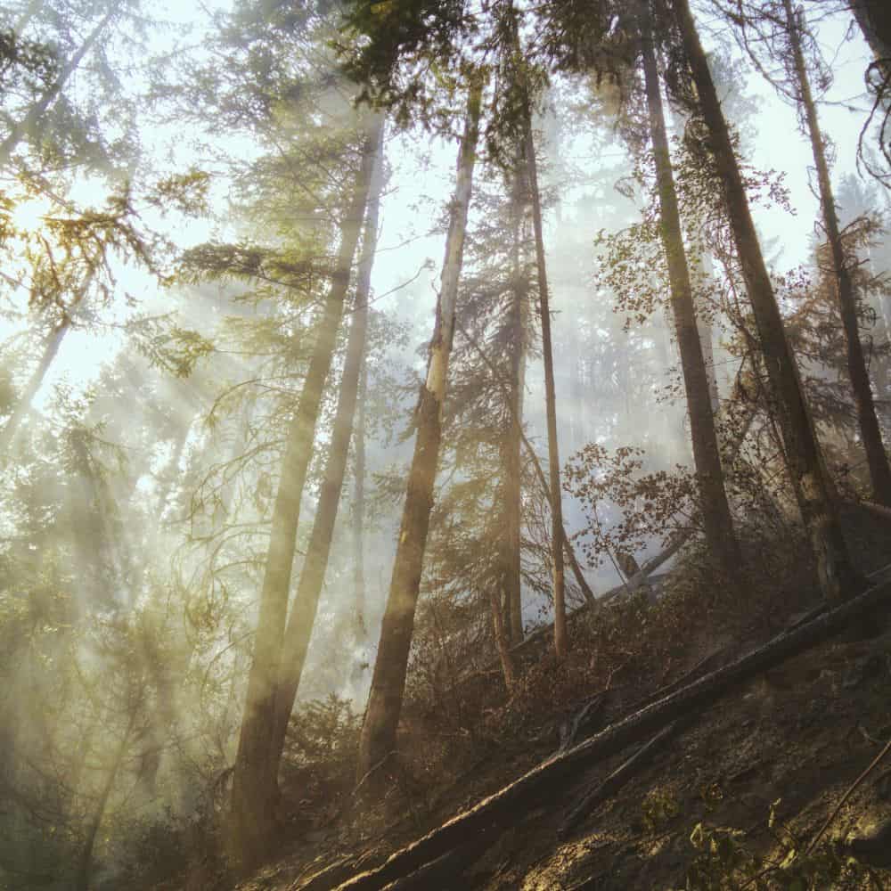 Image of trees in a forest setting