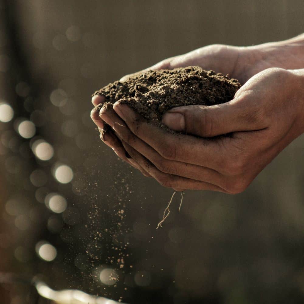 Two hands filled with soil