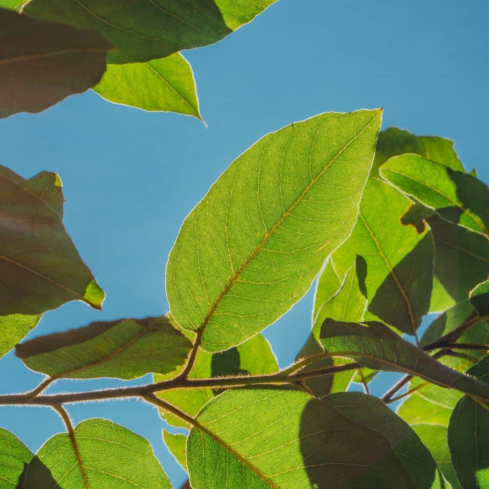 Leaves on a tree against a blue sky