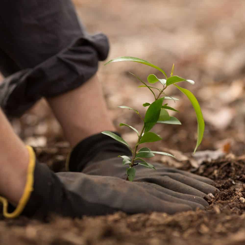 Image of two hands planting a small plant in soil
