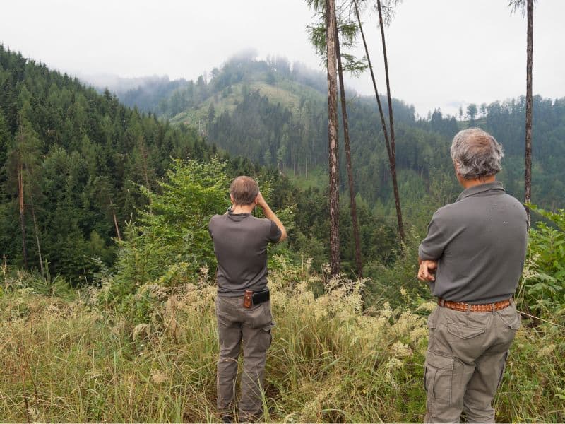 Rangers look out over woodland to assess damage following a storm