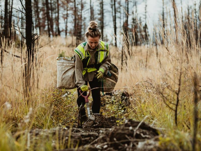 Woman ranger planting trees