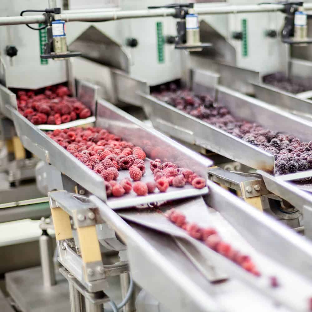 Raspberries on a conveyor belt in a factory