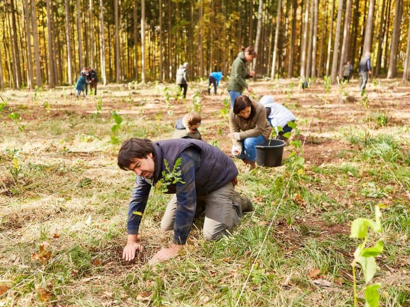 Image of workers planting trees in a forest