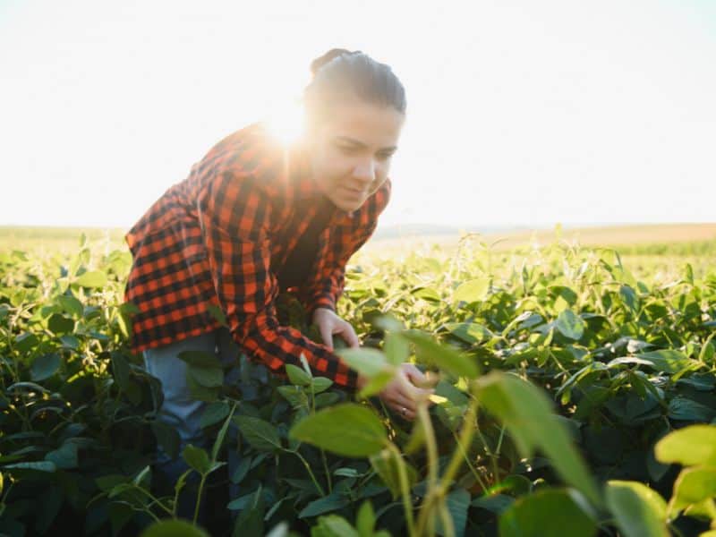 Young female farmer examining crops in the sunshine