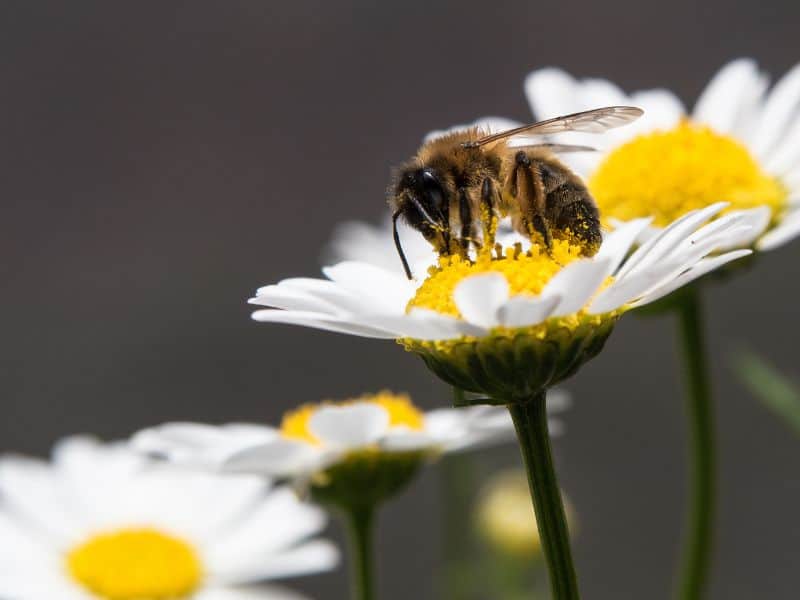 Close up photo of a bee on a daisy