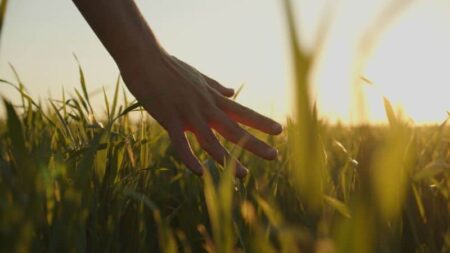 Photo of a hand touching blades of grass in a field