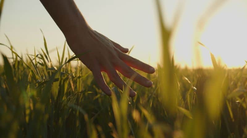 Photo of a hand touching blades of grass in a field