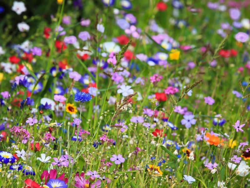 Photo of wildflowers in a meadow