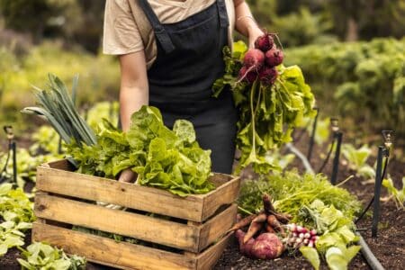 A woman in a field collecting vegetables and putting them in a box