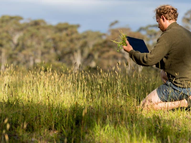 A man in a field of crops, looking at his tablet device and clutching some crops in his hand. He is kneeling on the ground.