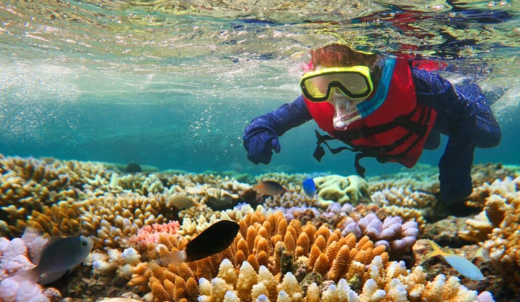 Image of somebody snorkeling with fish in a coral reef