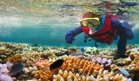 Image of somebody snorkeling with fish in a coral reef