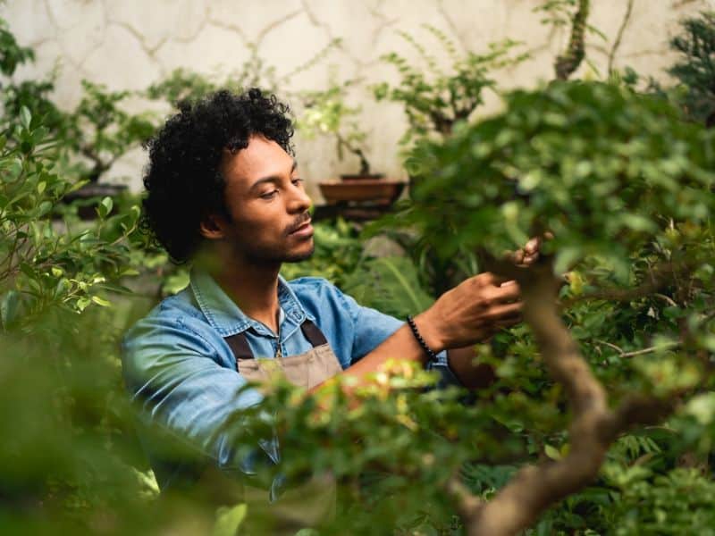 Man tends to plants