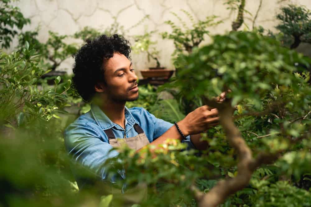 Man tending to plants in a greenhouse