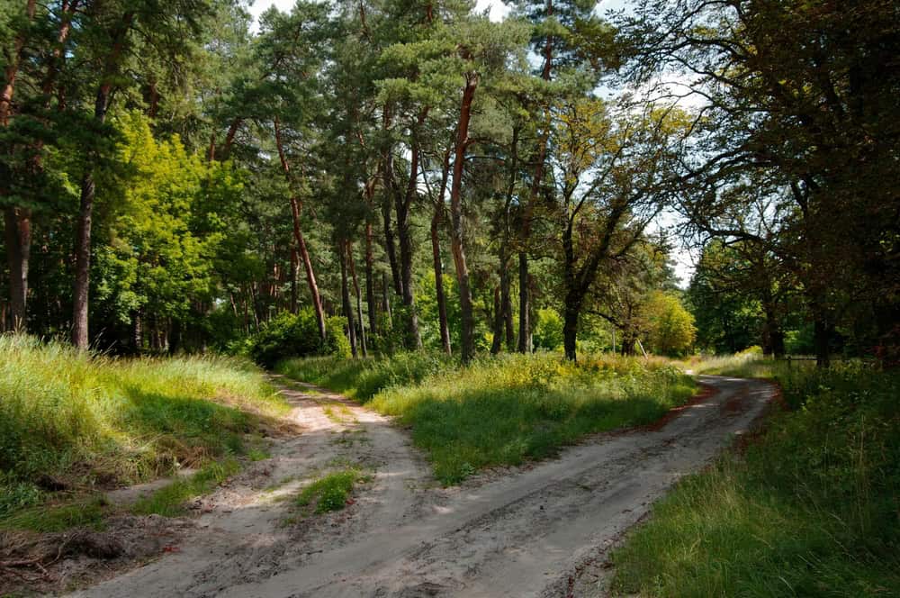woodland scene with a fork in the path