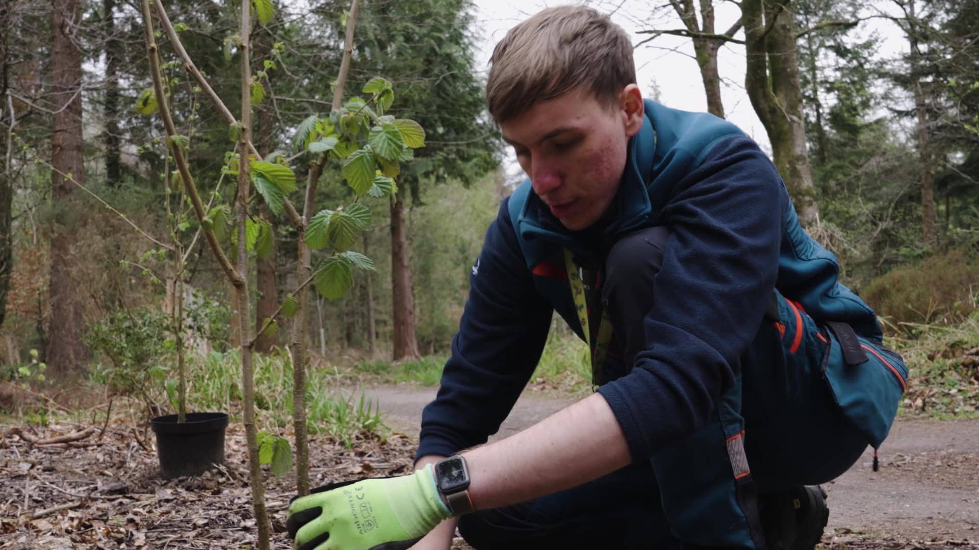 Person planting hazel plants in a forest