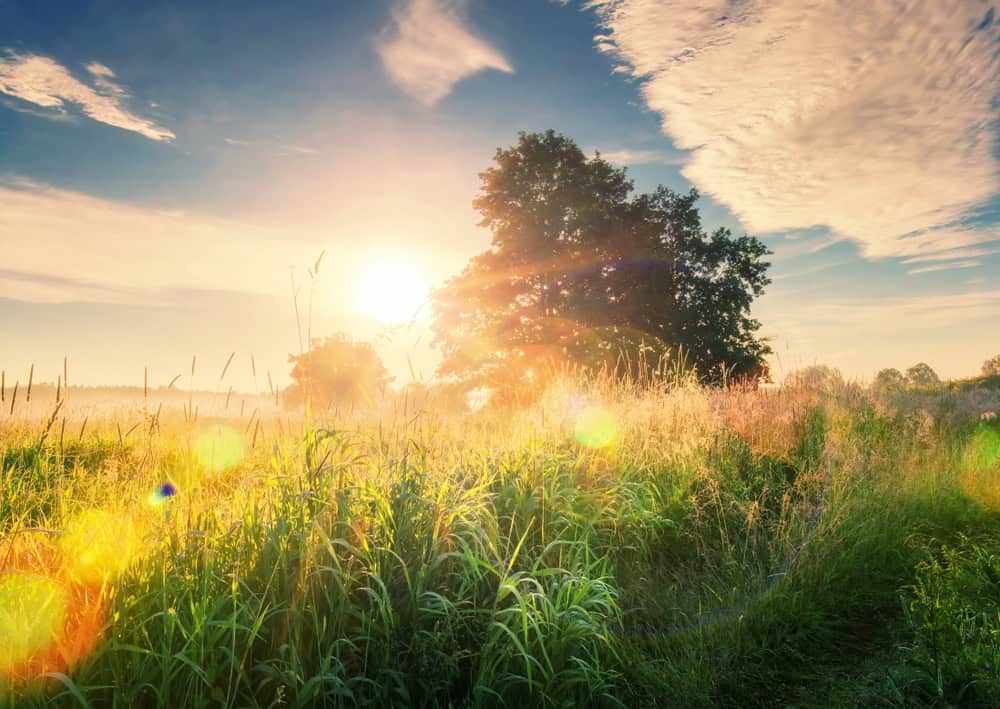 Sun beaming through trees in a green field