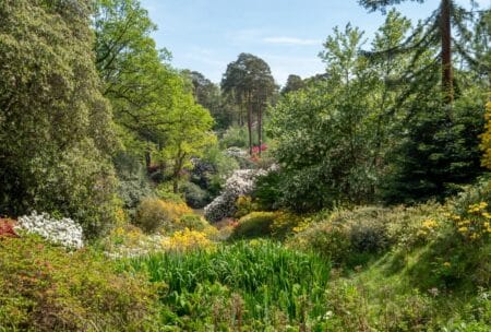 blooming flowers, bushes and tress underneath a blue sky